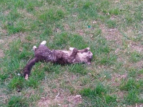 Несколько кошек жестоко убили в Канавинском районе