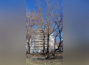 Жители Ленинского района пожаловались на опасные тополя около дома