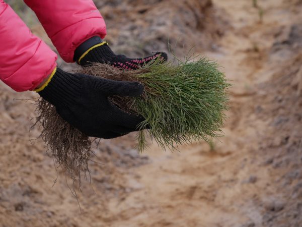 14,6 тысячи гектаров леса планируется восстановить в Нижегородской области в 2023&nbsp;году
