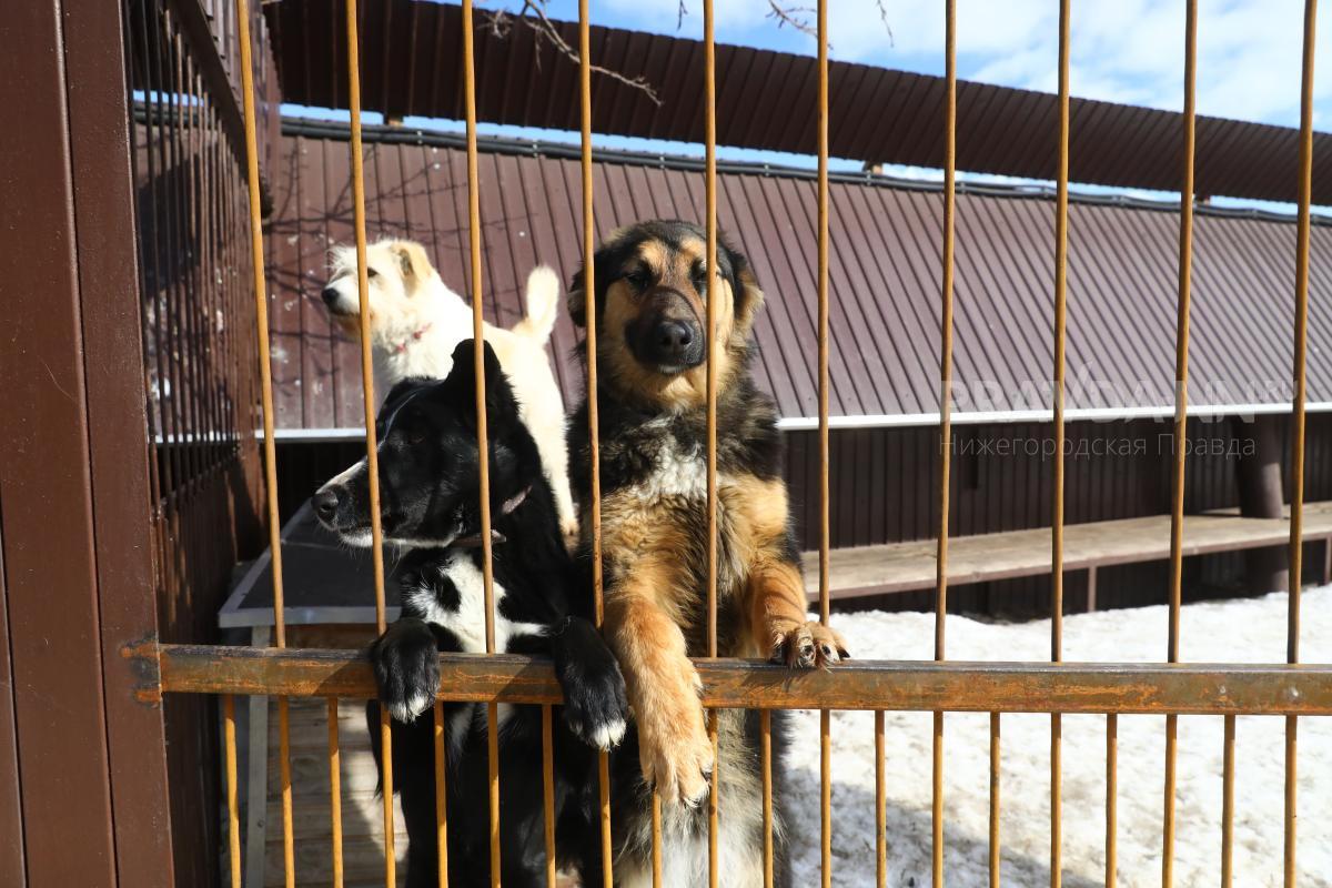 Два случая бешенства собак выявили в Нижегородской области