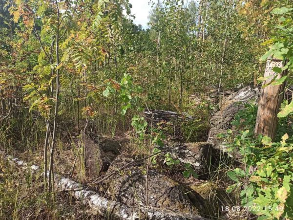 Руководитель сельхозкооператива хотел заработать миллион, вырубая лес в Ардатовском районе