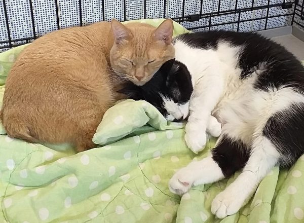 Двух котов с ограниченными возможностями приютили в котопесокафе в Нижнем Новгороде