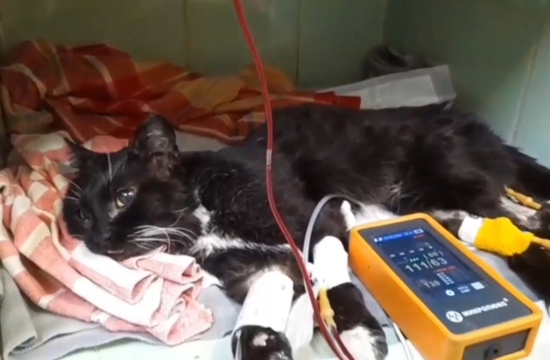 Кот стал донором крови и спас своего сородича в Нижнем Новгороде