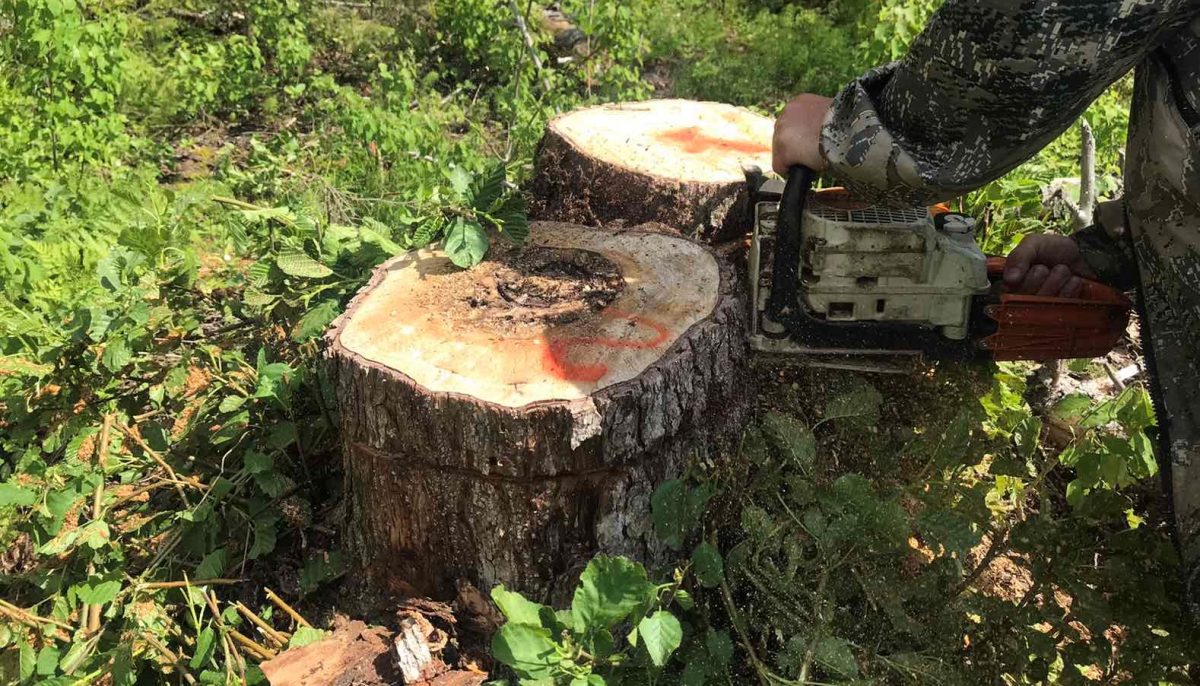 Лесничего судят за незаконную рубку леса в Семёнове