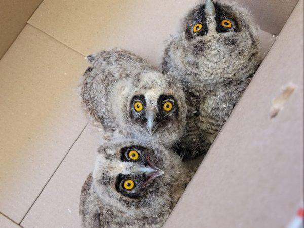 При обустройстве временной дороги будущей станции метро «Сенная» рабочие обнаружили трех&nbsp;совят