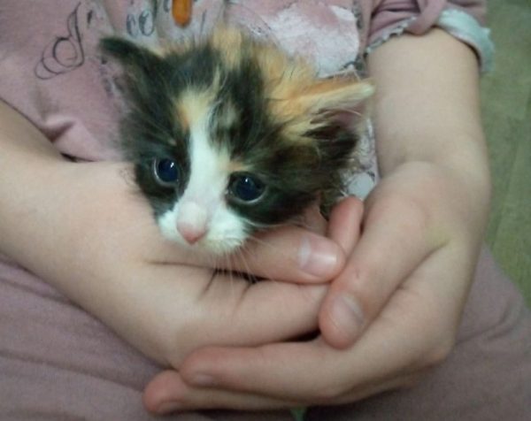 Трех котят выбросили в мусорный бак в Нижнем Новгороде