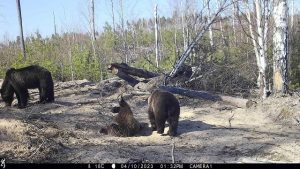 Отдыхающая медведица попала в фотоловушку в Керженском заповеднике