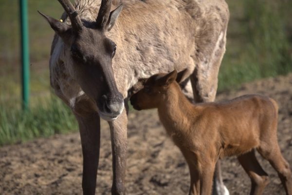 Экотропа «Земля оленей» в Керженском заповеднике временно закрылась для посетителей