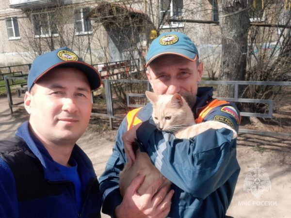 Спасатели помогли домашнему коту спуститься с дерева на Бору