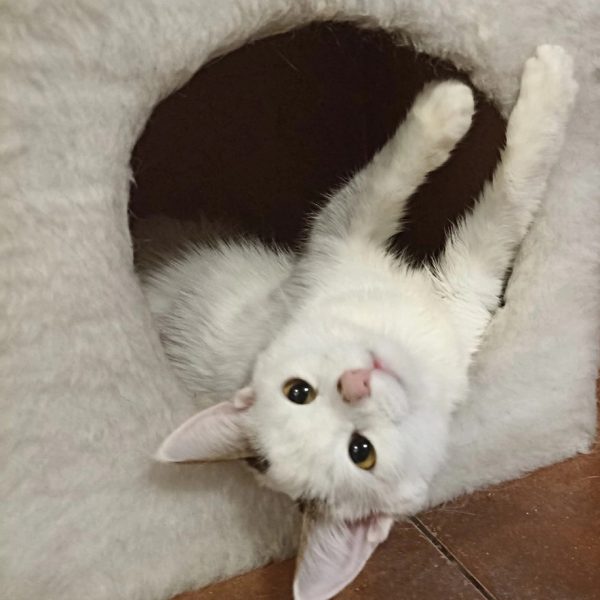 Волонтеры спасли котенка с эпилепсией в Нижнем Новгороде