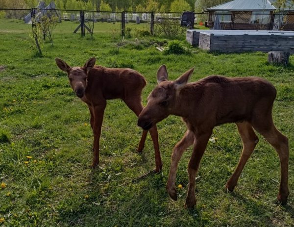 Отбившегося от мамы лосенка спасли в Воскресенском районе