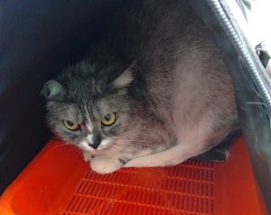 Домашнюю кошку в переноске выбросили на улицу в Нижнем Новгороде