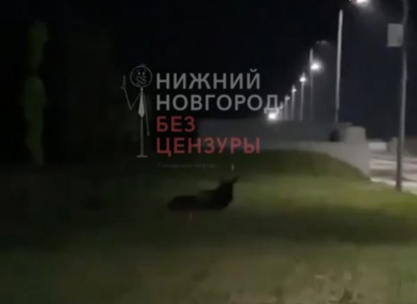 Выбежавший на дорогу на Гребном канале лось&nbsp;погиб