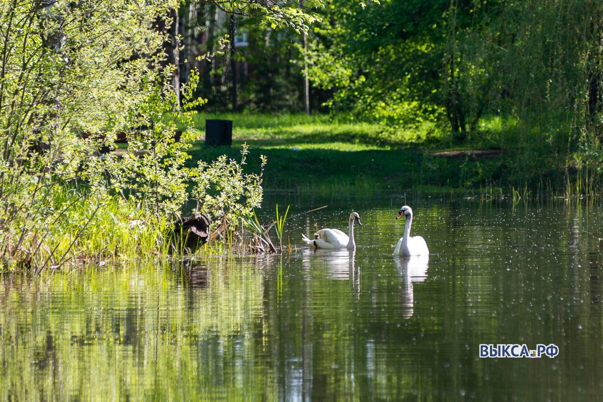 Лебедь Руслан вернулся на озеро в Выксе вместе с новой подругой
