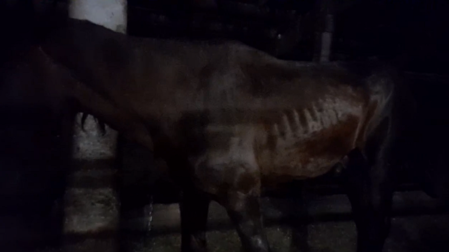 Старую лошадь с фермы на Бору, которую оставили умирать на улице, увезли неизвестные