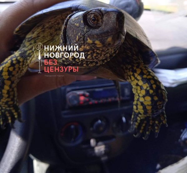 Нижегородцы обнаружили редкую черепаху на дороге в Ковернино