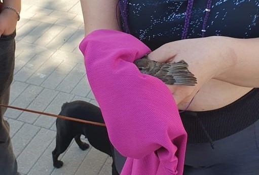 Нижегородцы спасли птенца, застрявшего в ливневой канализации на Ярмарочной площади