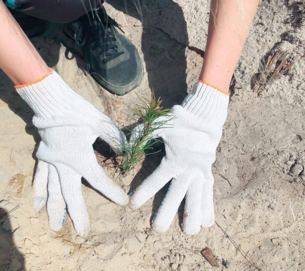 Международная акция «Сад памяти» пройдет на территории Богородского районного лесничества