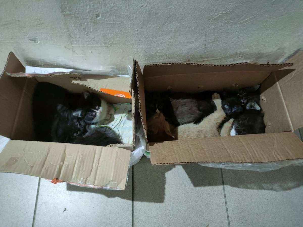 Семь котят подкинули в зоомагазин в Нижнем Новгороде