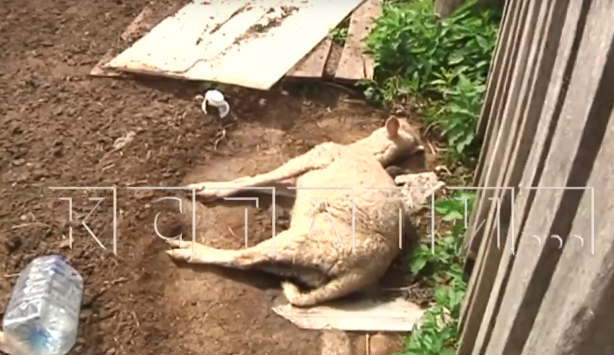 Десятки трупов животных обнаружили на ферме в Ковернинском районе