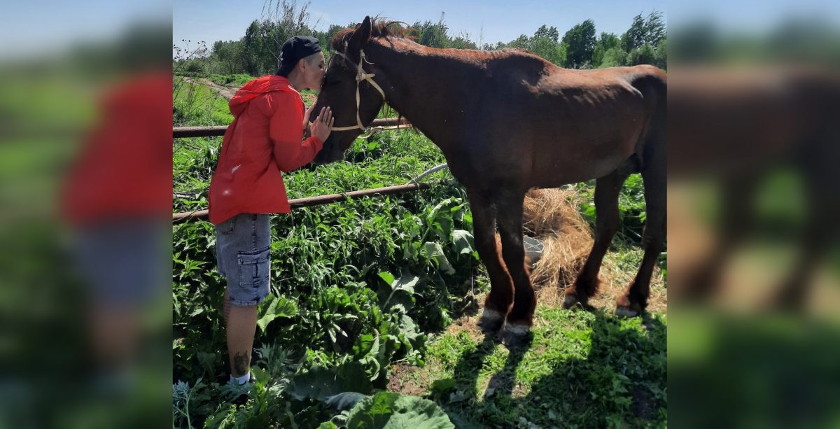 Старого коня, которого оставили умирать на улице на Бору, перевезли на ферму в деревне Остреево