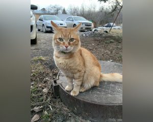 Домашний кот путешествует по Нижнему Новгороду на общественном транспорте