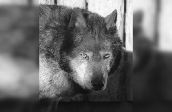 Канадский волк Блэк скончался в зоопарке «Лимпопо»