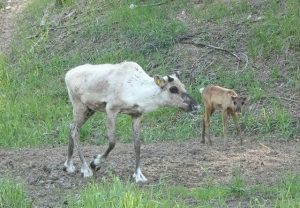 Олененок родился в Керженском заповеднике