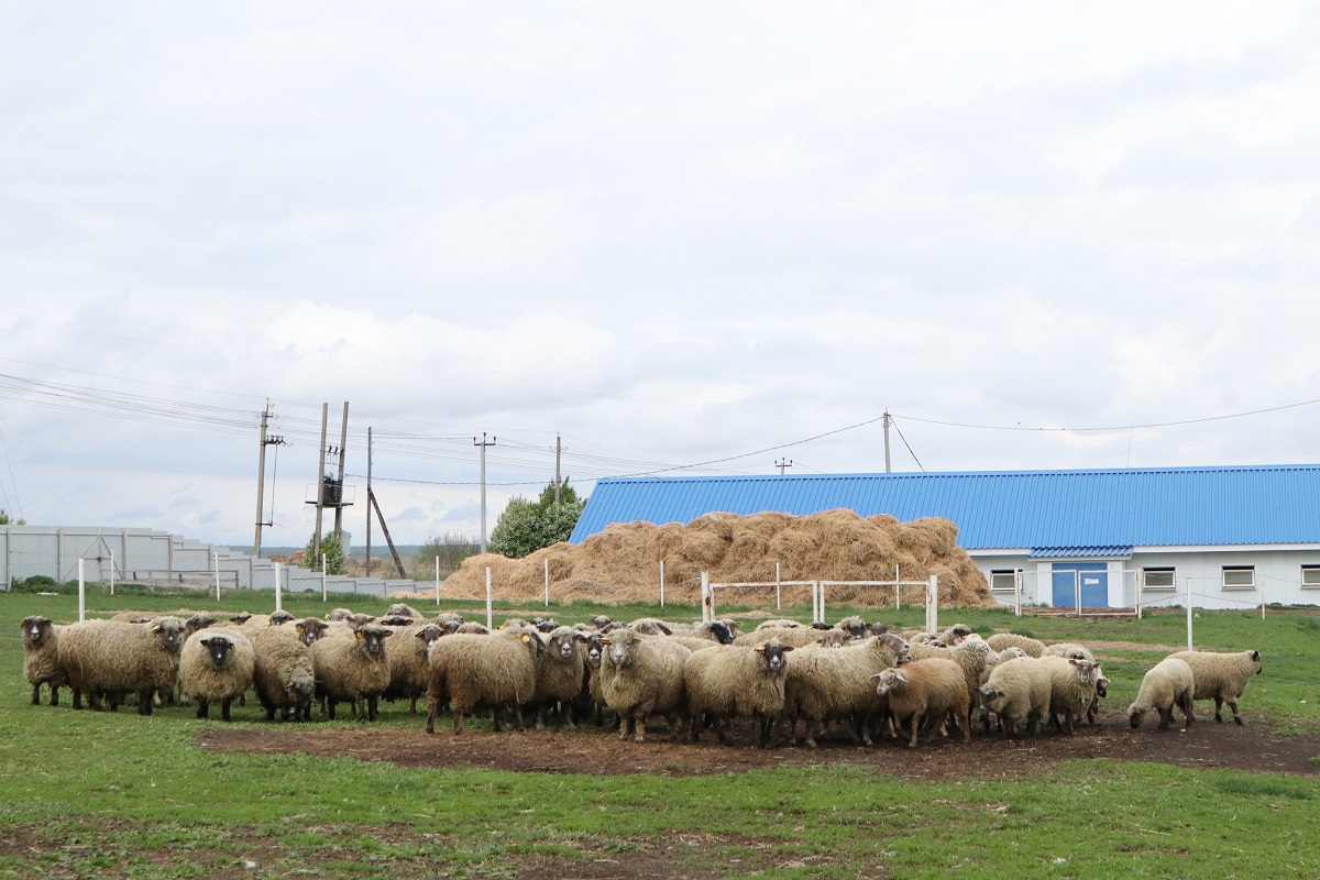 Из молока этих овец планируют производить сыр премиум-класса