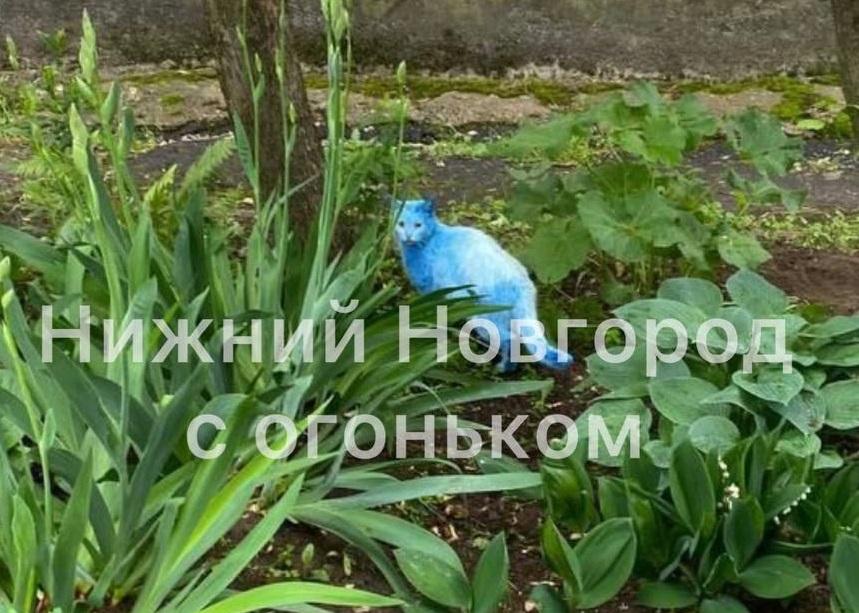 Синего кота обнаружили в Нижнем Новгороде