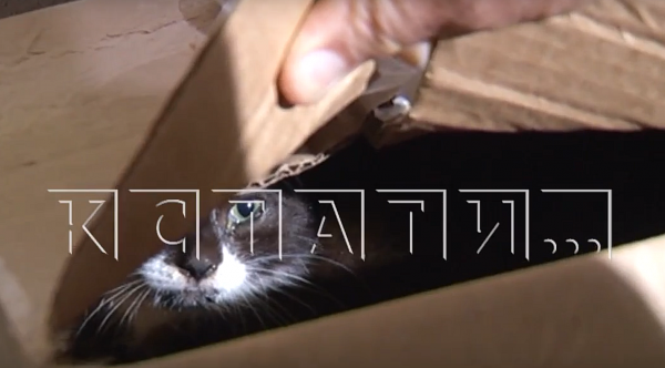 В Нижнем Новгороде поймали пенсионерку, которая тайно подбрасывала котят в зоомагазин