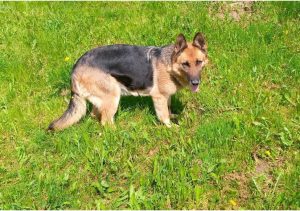 Разбираемся, как правильно выгуливать собаку на придомовой территории