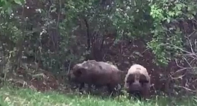 Стадо свиней свободно разгуливает по деревне Кадницы Кстовского района и беспокоит местных жителей