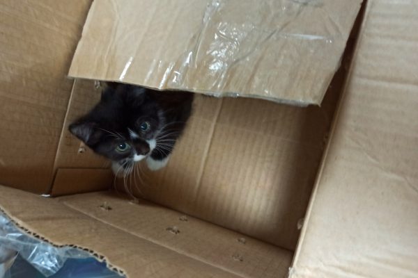 Женщина подкинула котенка в коробке в котокафе в Нижнем Новгороде