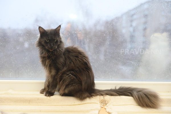 Бешенство обнаружили у кошки в Чкаловске