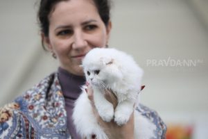 Зоопсихолог рассказал, как понять, любит ли кошка своего хозяина