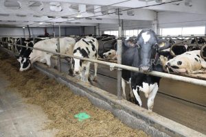 В трех нижегородских деревнях ввели карантин по бешенству животных