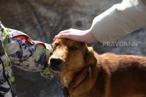 Кинолог посоветовал, что делать, если собака боится грозы