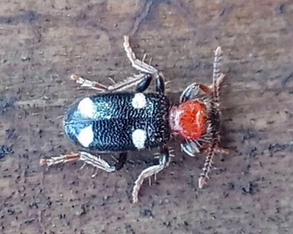 Краснокнижного жука обнаружили в Керженском заповеднике