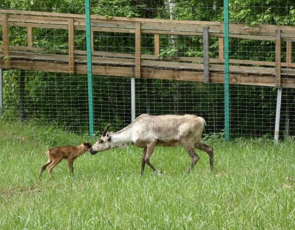 Первое потомство появилось в вольном стаде северных оленей в Керженском заповеднике