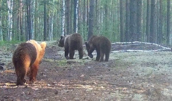 Фотоловушка поймала медведицу с двумя детенышами в Керженском заповеднике