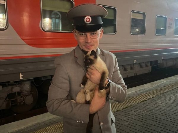 В Арзамасе ищут хозяев сбежавшего из поезда кота