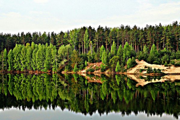 Нижегородская область вошла в топ-10 российских регионов-лидеров по эффективности ведения лесного хозяйства