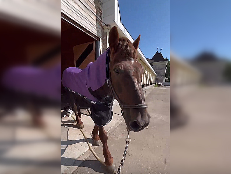 Брошенного на Бору коня, который сейчас живет в реабилитационном центре, назвали Бураном