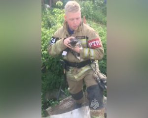 Пожарные спасли провалившегося в яму котенка в Богородске