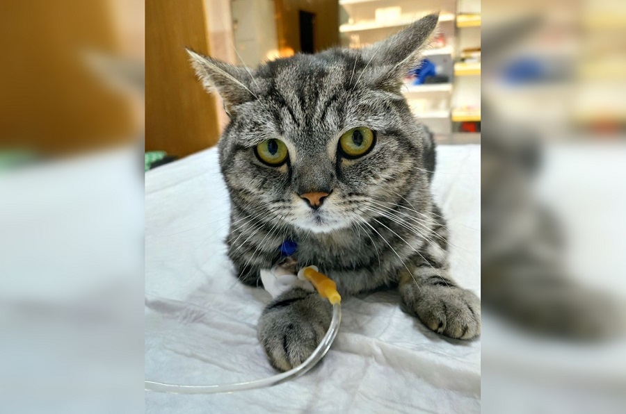 Ветеринары спасли кота, проглотившего игрушечных лягушат на Бору