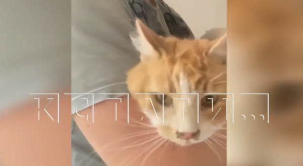 Кота, который просидел в вентиляционной шахте 20 дней, спасли в Нижнем Новгороде