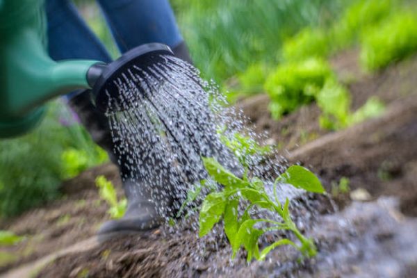 Садовод из Заволжья дал советы, как полить и чем подкормить растения на грядках