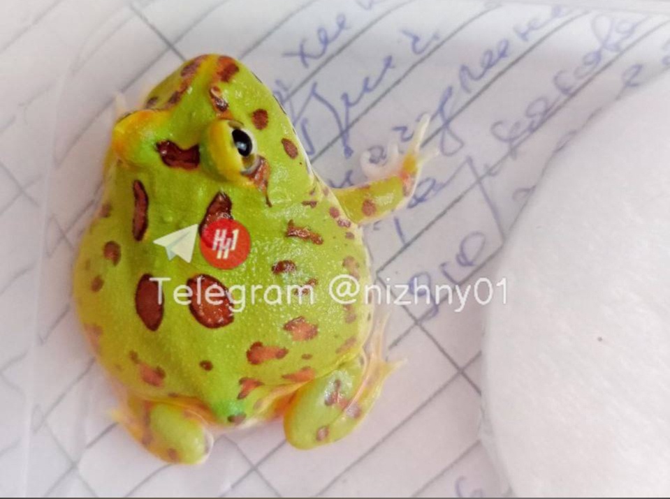 Нижегородские ветеринары вылечили домашнюю лягушку