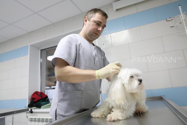 Стало известно, какие породы собак подойдут начинающим собаководам